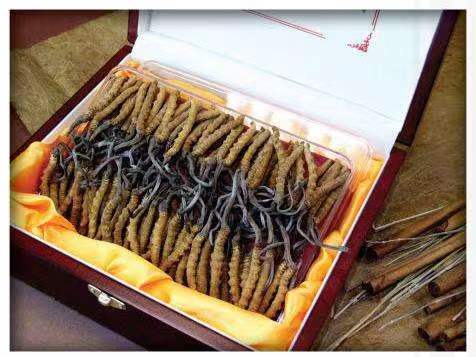 洮北冬虫夏草回收